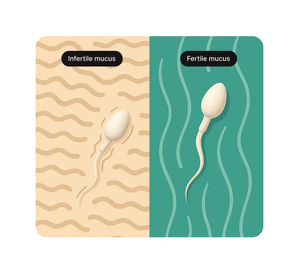 Master Your Fertility With Confidence